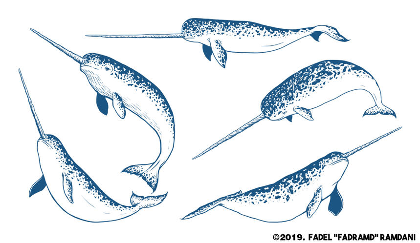 Narwhal